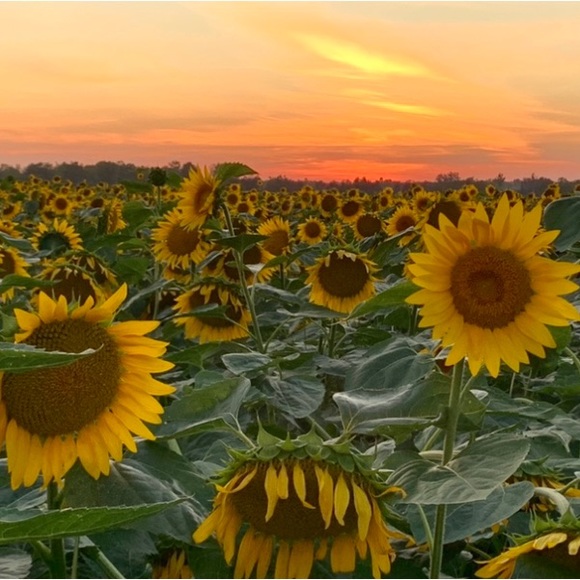 ππππ½π¦ - Picture 1 of 1